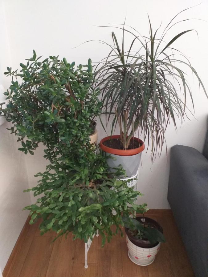 Trosoban Apartman Sarajevo, Ilidza Centar Eksteriør bilde